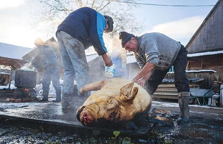 Cum era sărbătorit Ignatul, de bunii și străbunii noștri