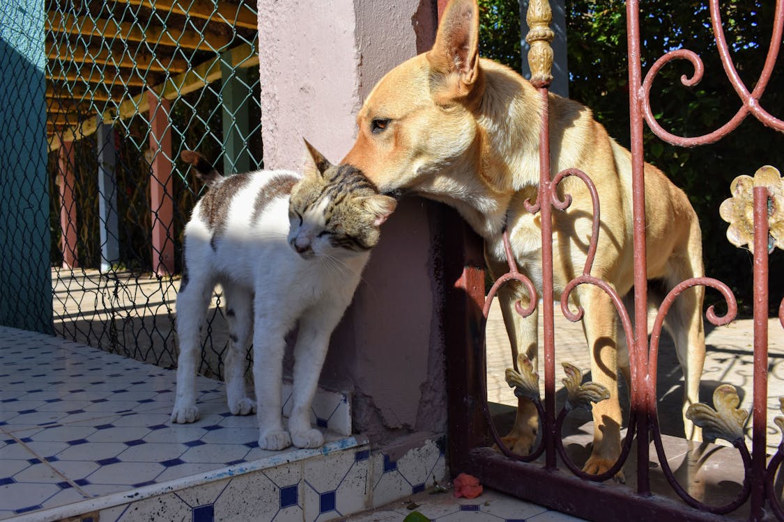 Chinteni, județul Cluj: în perioada 31 mai-1 iunie 2025, va avea loc o acțiune de sterilizare a animalelor fără stăpân!